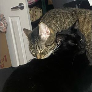 Meet your Posher, Rene